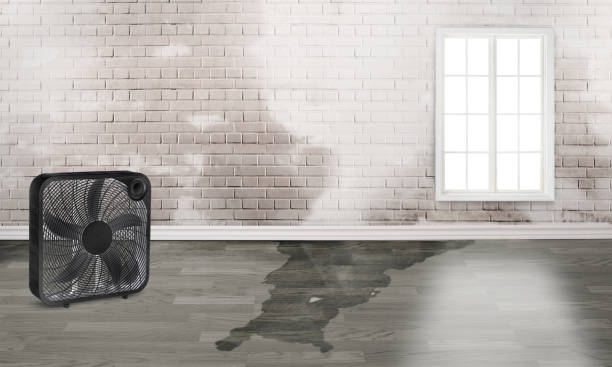 Best Mold removal after water damage  in Westmont, NJ